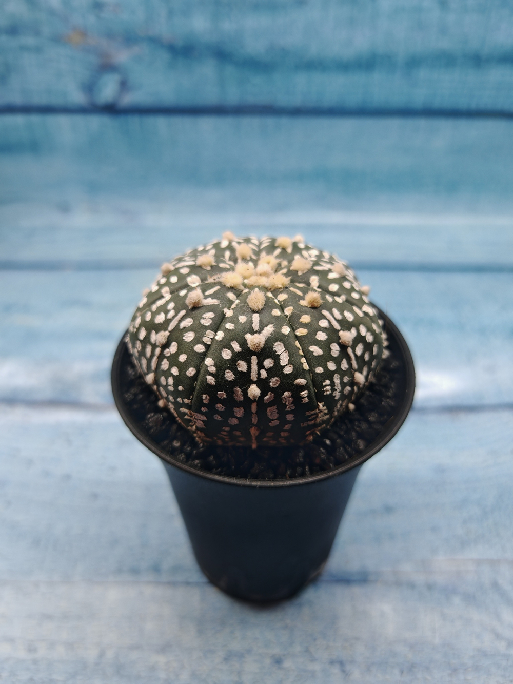 Astrophytum Asterias (Астрофитум)