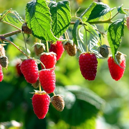 Малина Гусар