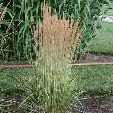 Вейник остроцветковый Аваланж С2