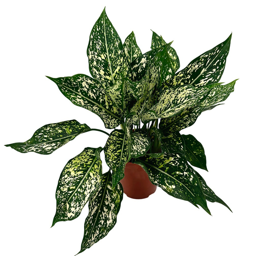 Аглаонема Эмеральд