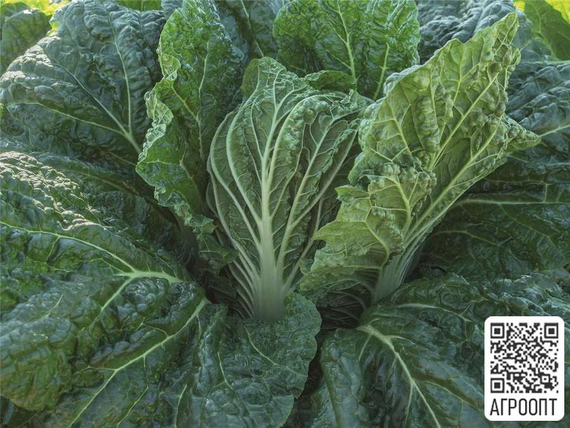 Базуко F1 семена капусты пекинской (Bejo / Бейо) продукт – фото 3