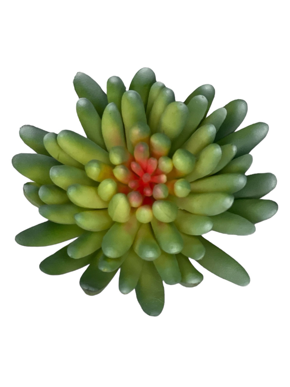 Суккулент 107 сизый