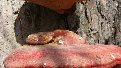 Агарикус (листивничная губка)