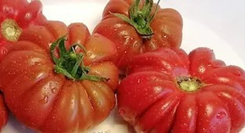 Плиссированный Сердолик Pleated Carnelian