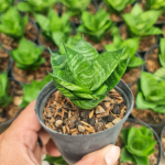 Сансевиерия GABRIELLA X BALYII