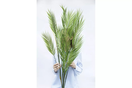 Куст Пальмы Арека 125см (11 веточек)
