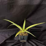 Сансевиерия MADAM CHARM