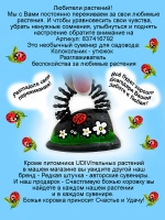 Гвоздика Абрикосовая услада Sweet Pleasure Aprikot