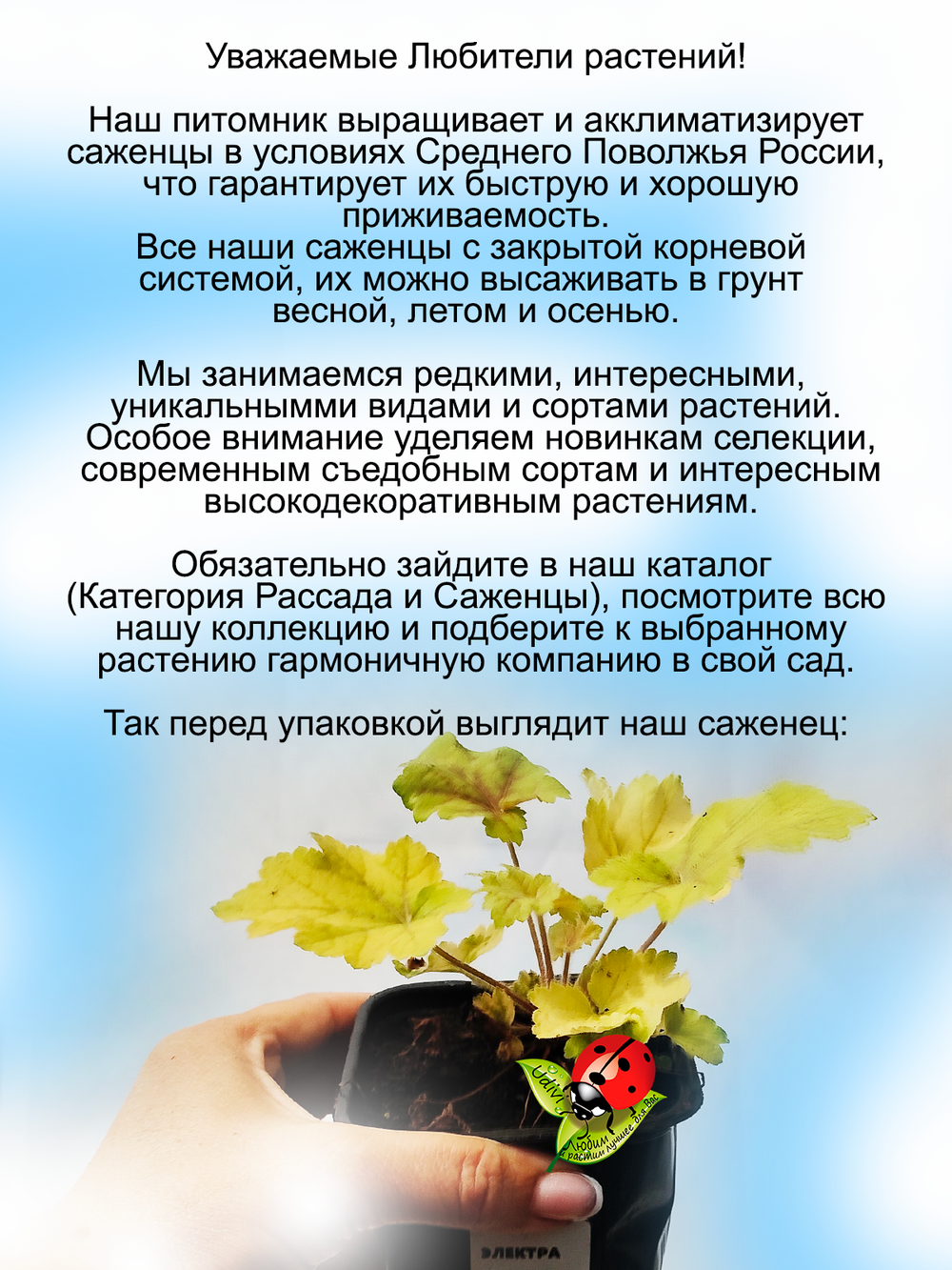 Гейхера Электра яркая многолетняя