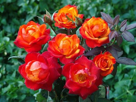 Темпи Модерни (Tempi Moderni)