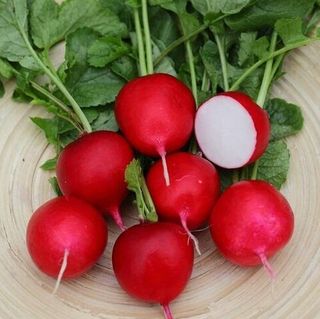 Редис Рембо F1 1000 грамм