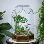 Флорариум с водопадом бонсай Фикус