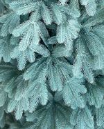 Голубая ель искусственная «Магдалена» (Литая хвоя) 3 м