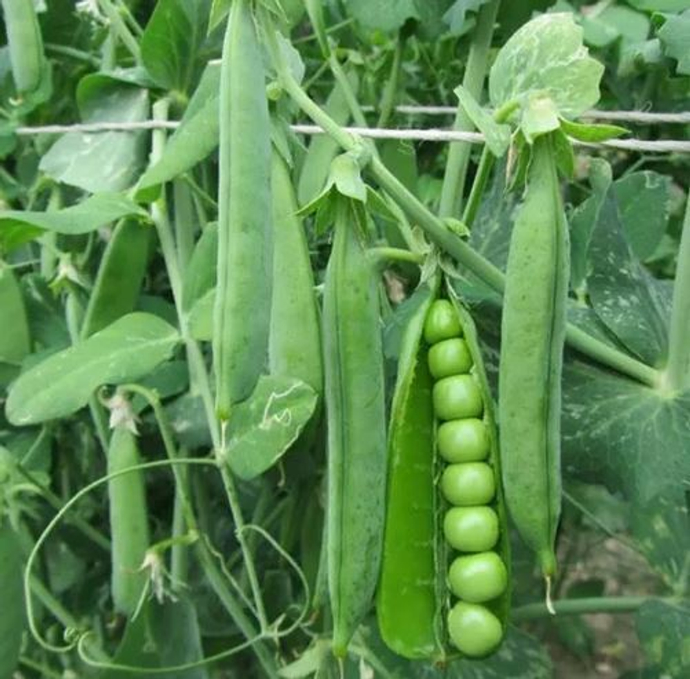 Горох Преладо (Syngenta / Сингента) 20гр.