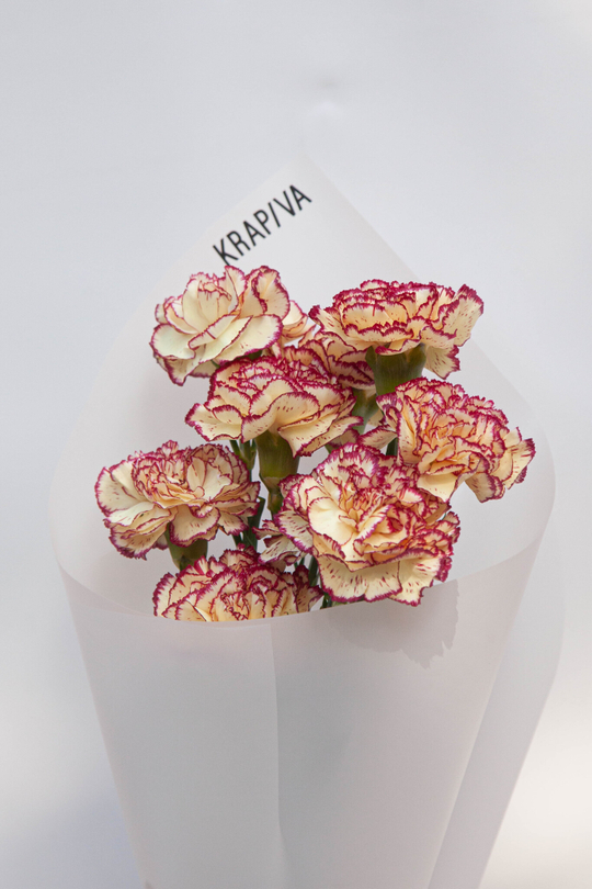 Монобукет Диантусы