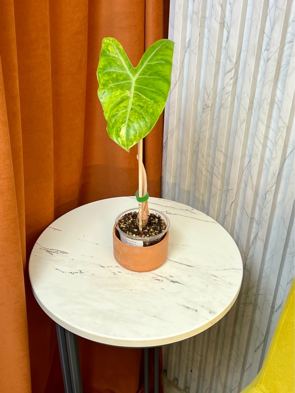Алоказия Пинк Дракон Вариегата, D8см Н37см, 1шт, Urban Jungle (2962)