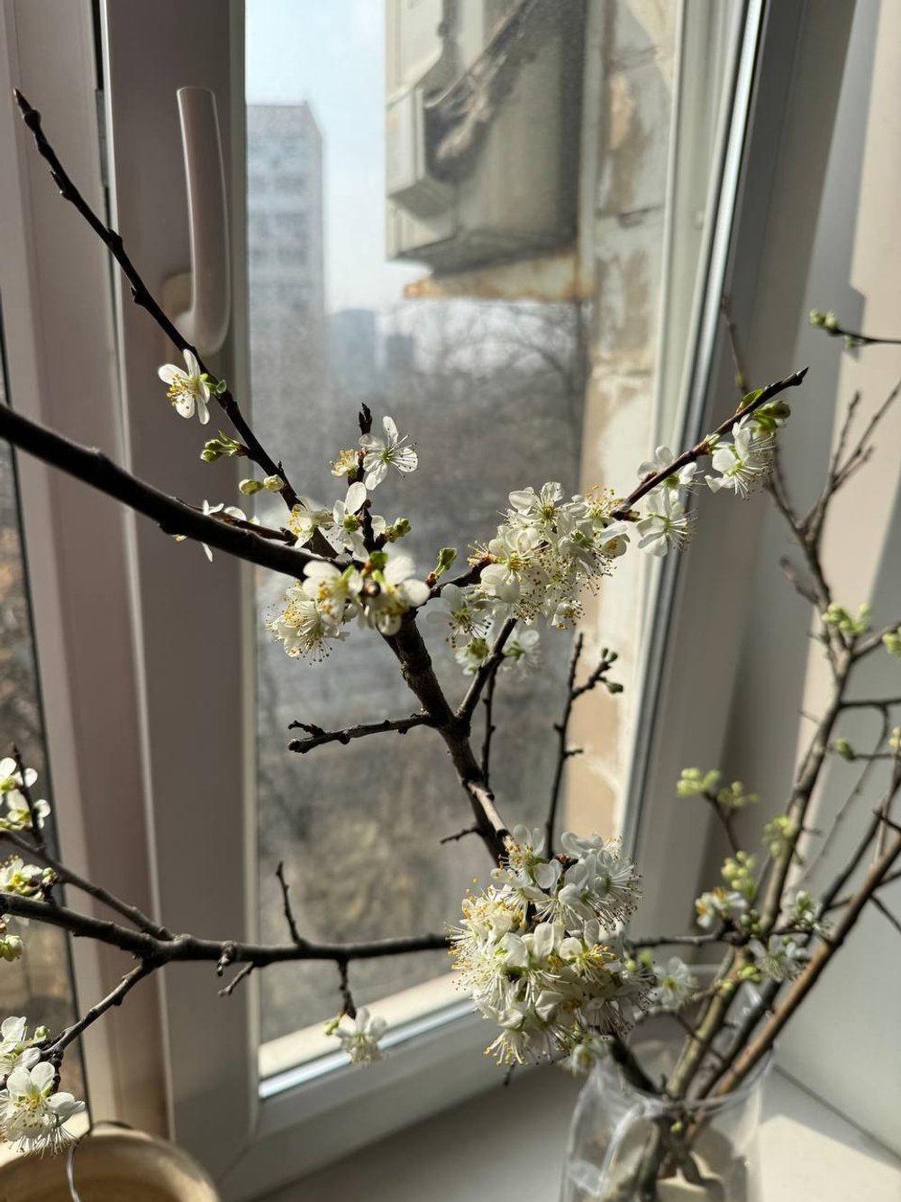 Ветки яблони