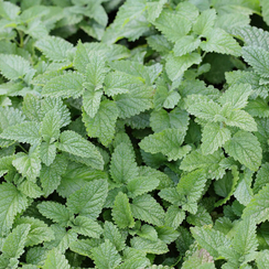 Махито семена мелисы (Гавриш)