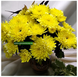 Мультифлора Mme Nicole Falce Jaune