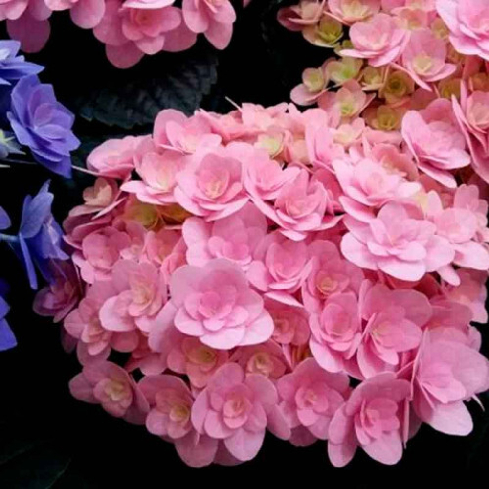 «Флорентина пинк» «Florentina pink» С3