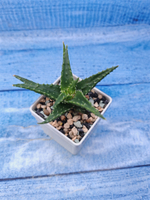 Aloe mitriformis hyb. (Алоэ)