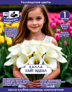 Калла, Клубнелуковица, Уайт Идеал, 1 шт.