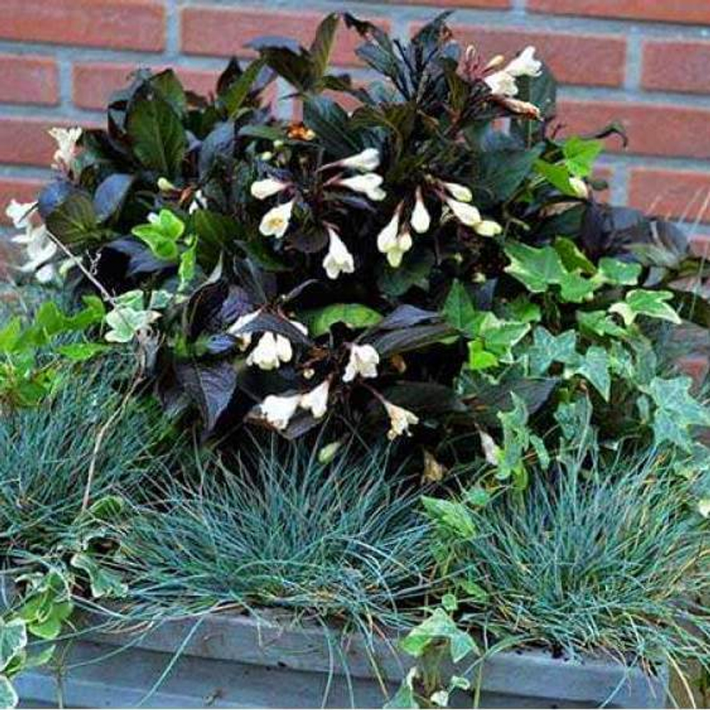 Вейгела Эбони Энд Айвори