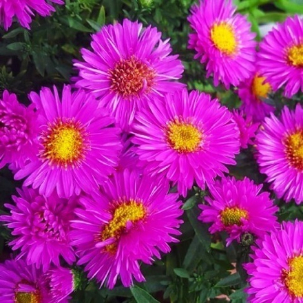 Астра многолетняя Jenny