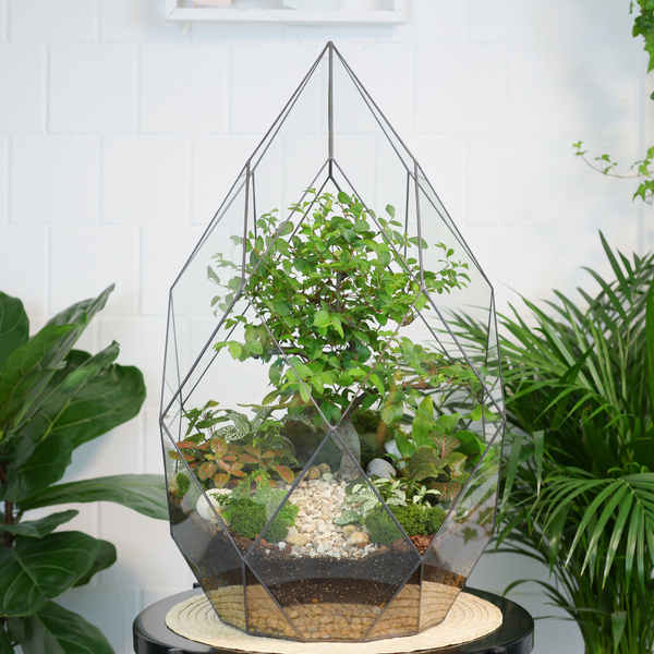 Флорариум бонсай Японский вяз Фаберже