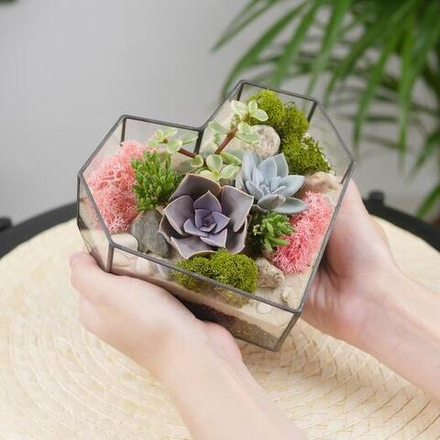 Готовый флорариум с суккулентами Сердце 16см