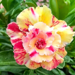 Адениум обесум SANG THONG