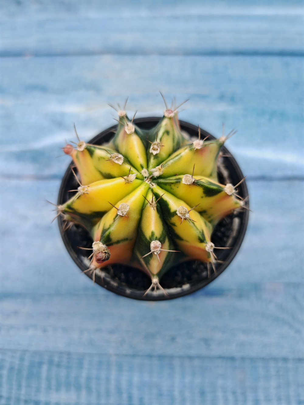 Gymnocalycium Variegata (Гимнокалициум Вариегатный)
