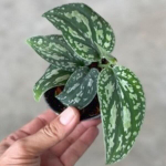 Сциндапсус TRICOLOR VAR