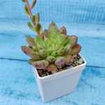 Graptoveria Bashful (Граптоверия)
