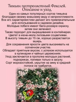 Тимьян Фокслей чабрец пёстролистный