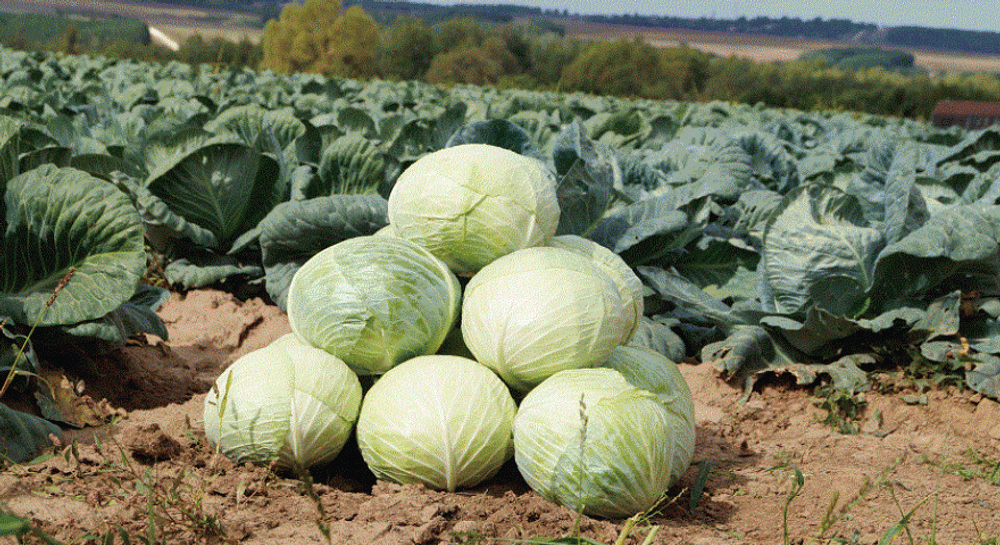 Ларсия F1 семена капусты белокочанной (Seminis / Семинис)