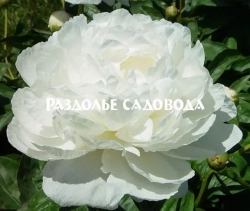 Пион травянистый Амалия Олсон