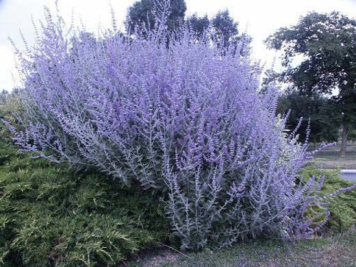 Перовския лебедолистная Блю Спайр С2 Закупка М39 июнь 2026