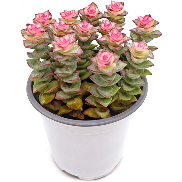 Крассула Перфората Азул D10