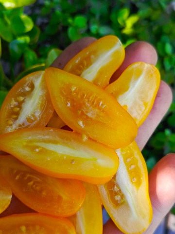 Мишкин лимонад сорт томата