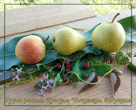 Груша Красуля
