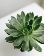 Эхеверия Агавовидная