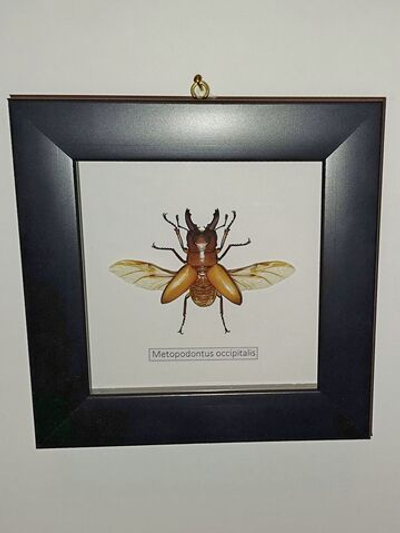 Жук Рогач Metopodontus occipitalis в рамке