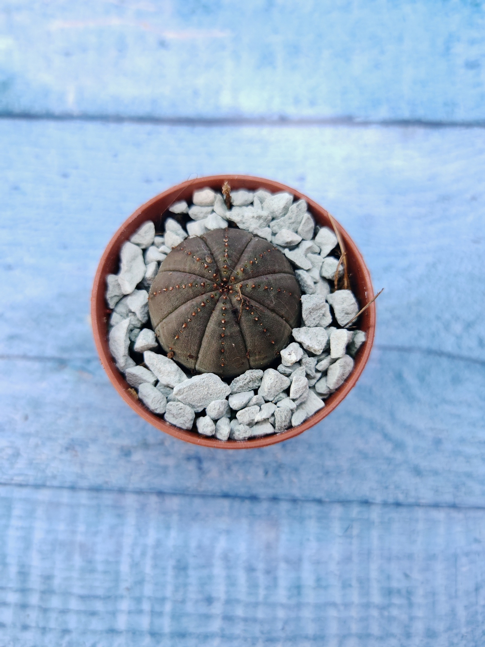 Суккулент Euphorbia Obesa (Эуфорбия)
