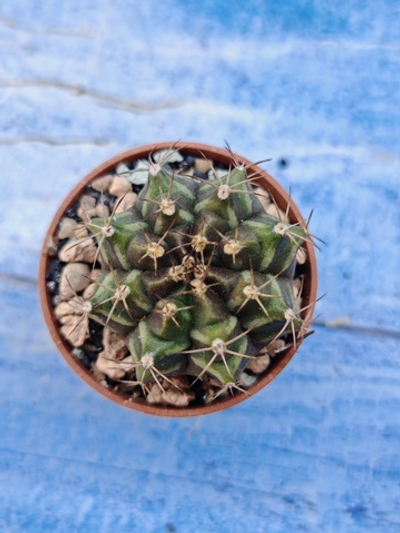 Gymnocalycium Friedrichii (Гимнокалициум)