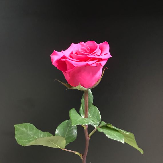 Роза сорт V. I. Pink, плантация Tessa