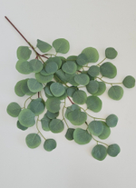 Эвкалипт светлый / Арт 1056