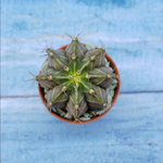 Gymnocalycium Friedrichii (Гимнокалициум)