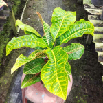 Кротон BUA KHAO