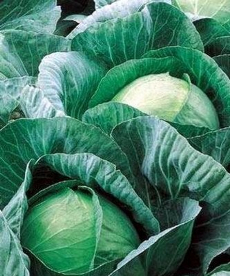 ВЕСТРИ F1 семена капусты белокочанной (Seminis | Alexagro) – фото 8